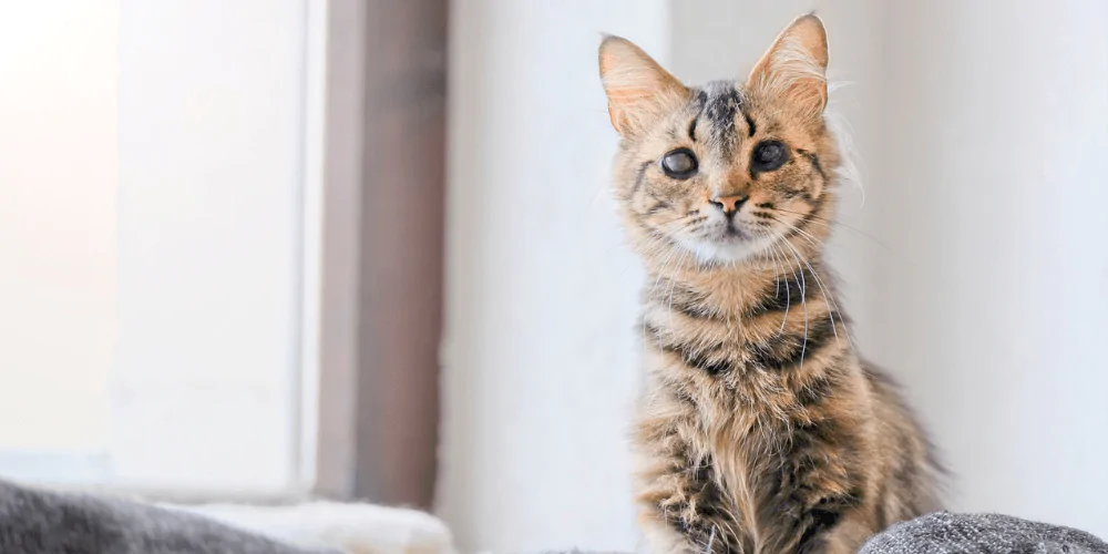 A picture of a blind tabby cat sitting on a sofa