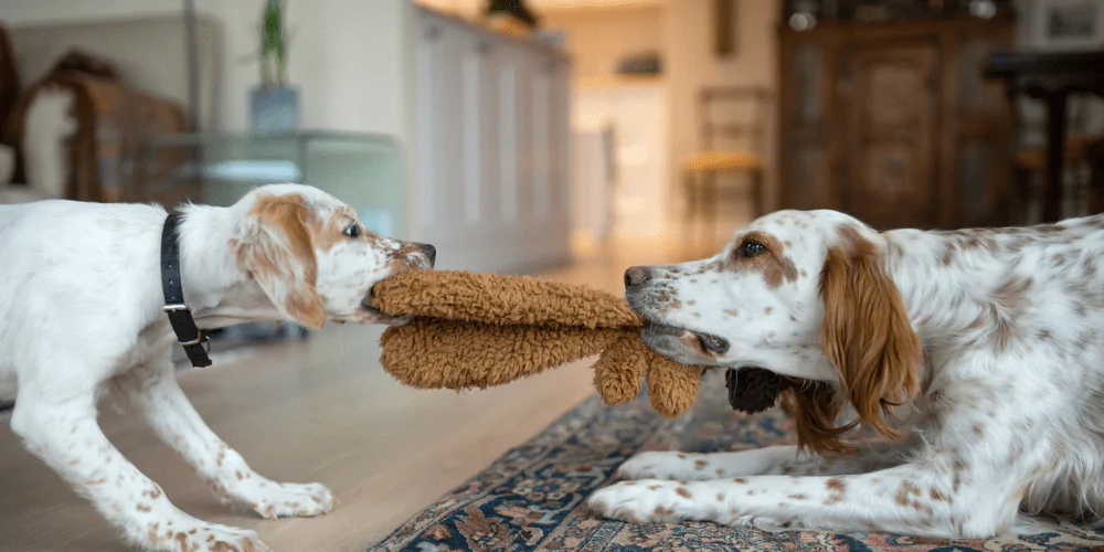 A picture of a puppy and adult Spaniel playing tug