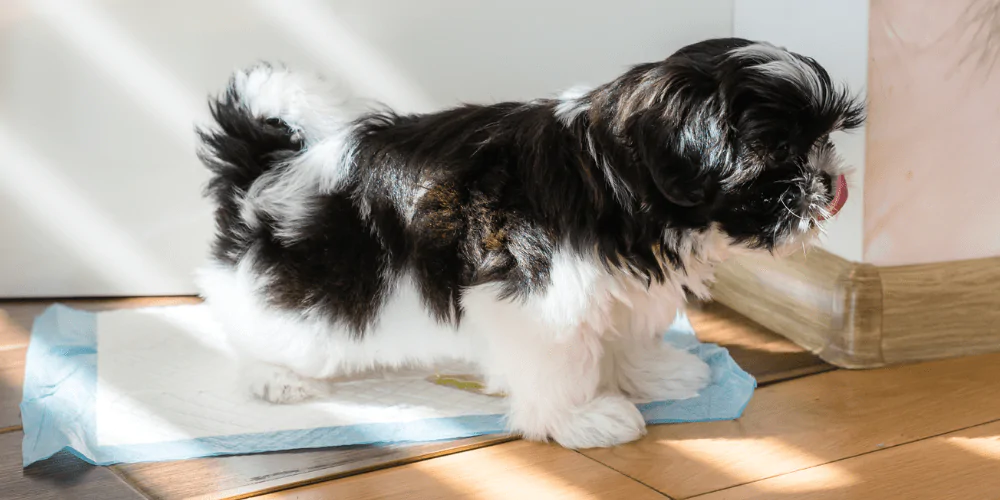 A picture of a puppy going for a wee on a puppy pad