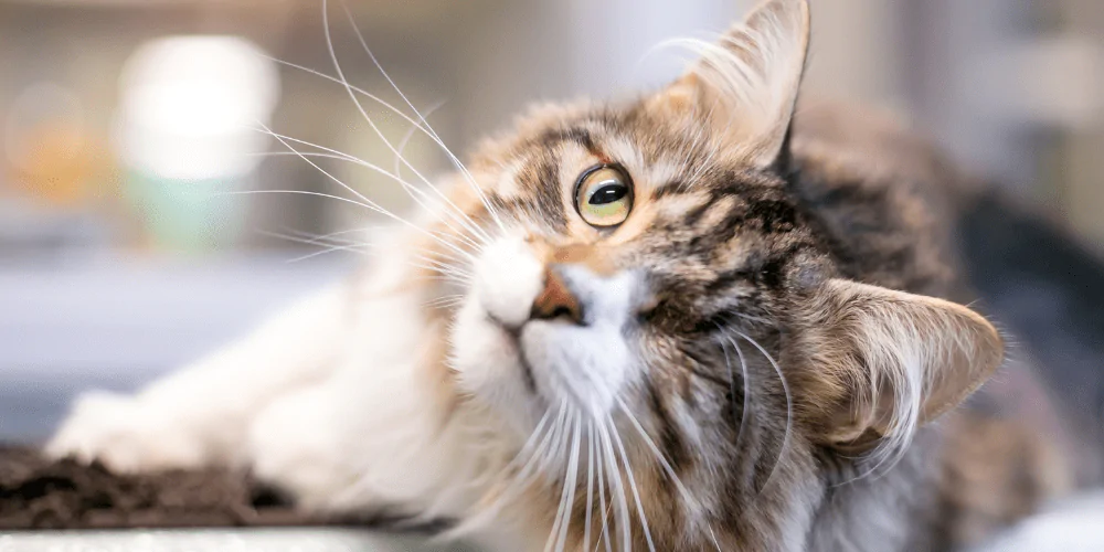 A picture of a one eyed long haired cat