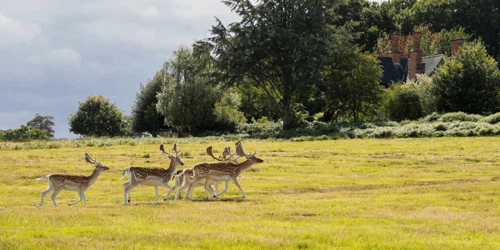 A picture of Bradgate Park