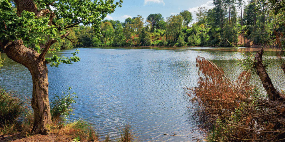 A picture of Delamere Forest