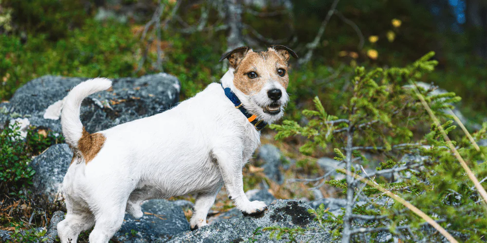 A picture of a smiling Jack Russell Terrier standing on a rock in the woods