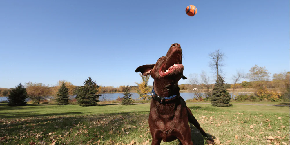 A picture of a chocolate lab catching a ball