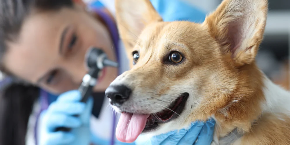 A picture of a Corgi having their ears checked by a vet