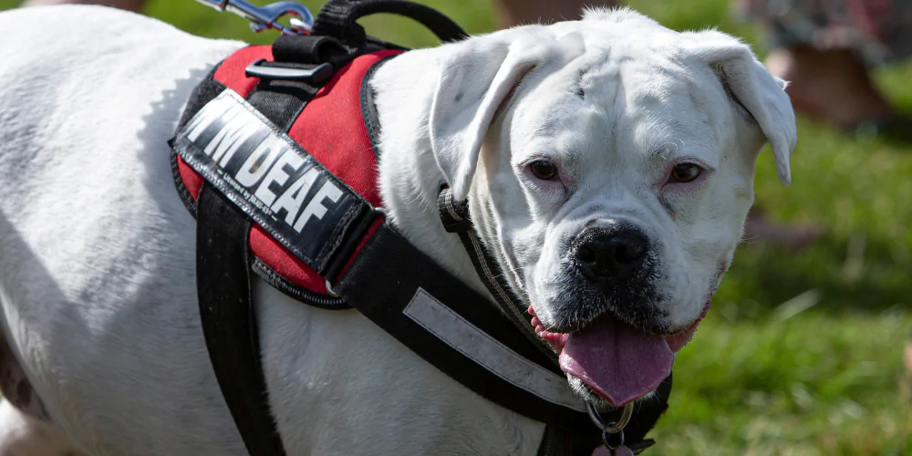 A picture of bull type dog wearing an 'I'm deaf' harness