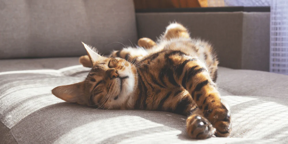 A picture of a striped cat sleeping on a sofa