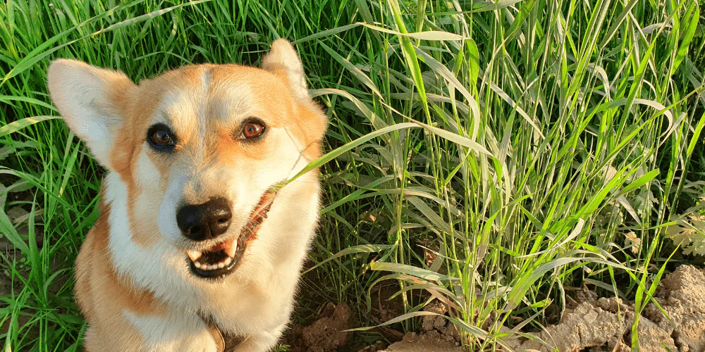 A picture of a Corgi chewing grass