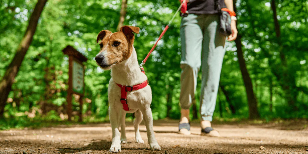 A picture of a Jack Russell being walked on a harness