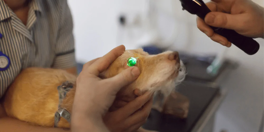 A picture of a dog having electroretinography on their eye by a vet to check for blindness