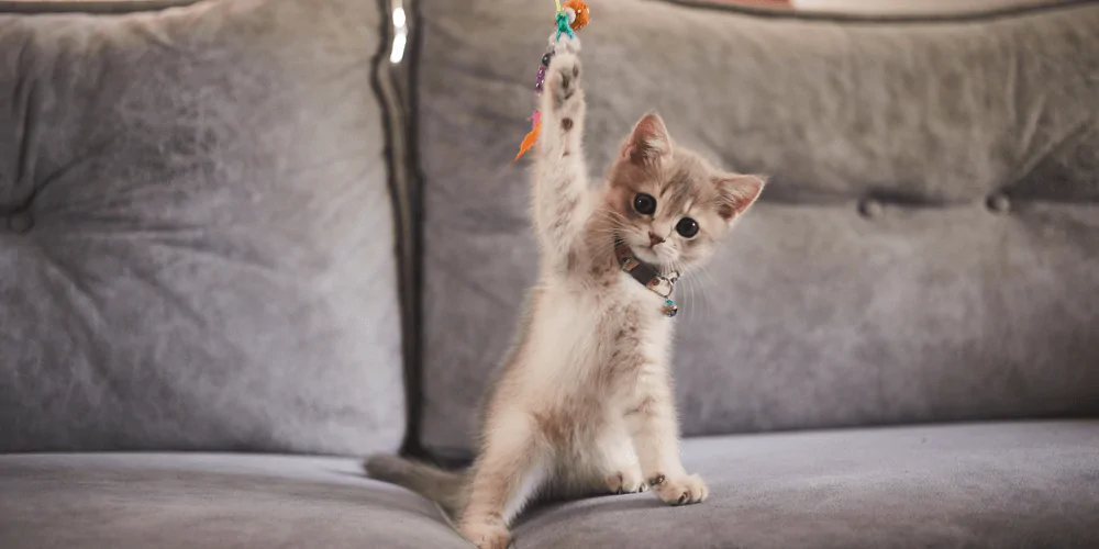 A picture of a grey kitten on a sofa reaching for a cat toy