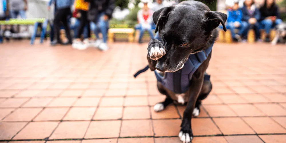 A picture of a mixed breed dog scratching at their eye