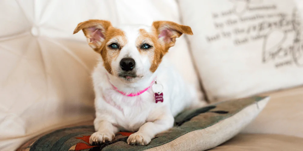 A picture of a blind Jack Russell lying on a pillow