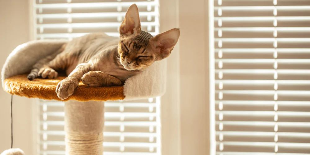 A picture of an exotic breed kitten asleep on top of a cat tree