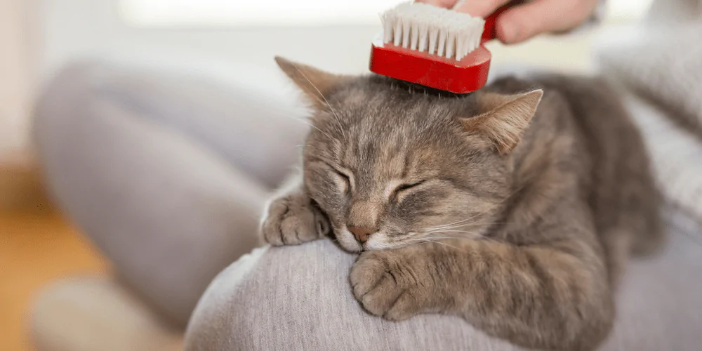 A picture of a tabby cat sleep on their owners lap having their coat brushed