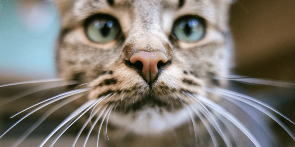 A picture of a close up of a cat's nose