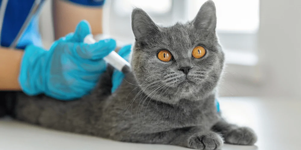 A picture of an British Shorthair having their vaccination at the vet