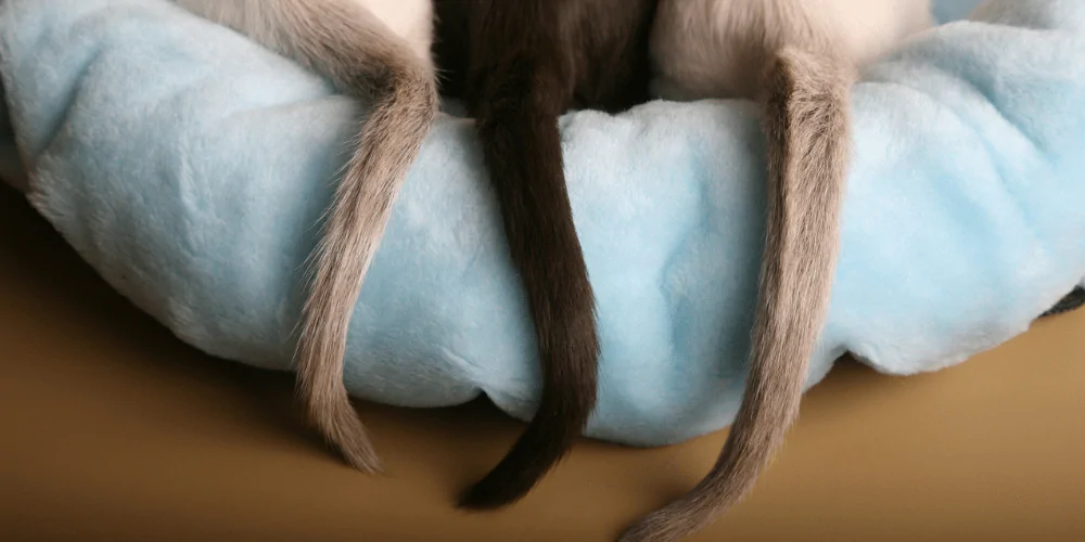 A picture of Siamese and Oriental kitten tails