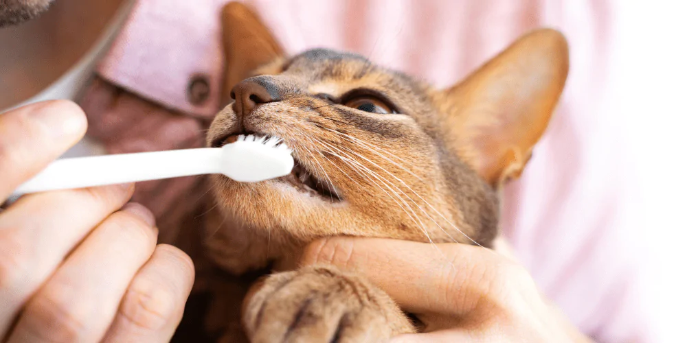 A picture of an Abyssinian cat having their teeth brushed