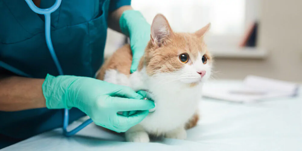 Vet examining a cat