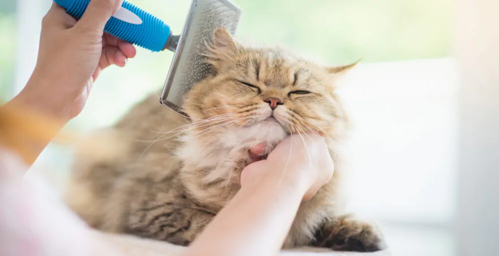 Woman using a comb brush the Persian cat